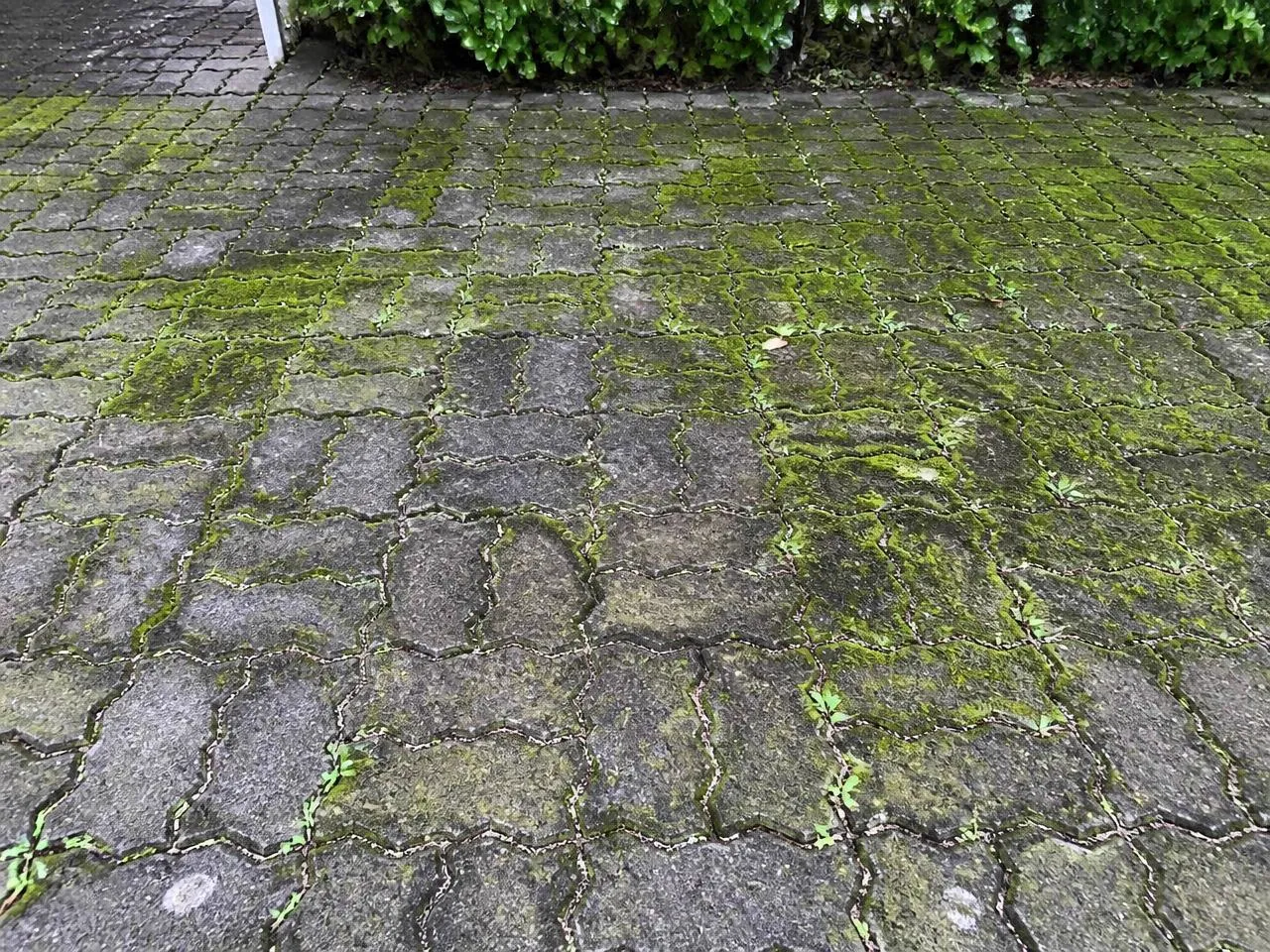 Pflastereinfahrt vor der Reinigung mit Moos und Unkraut in den Fugen