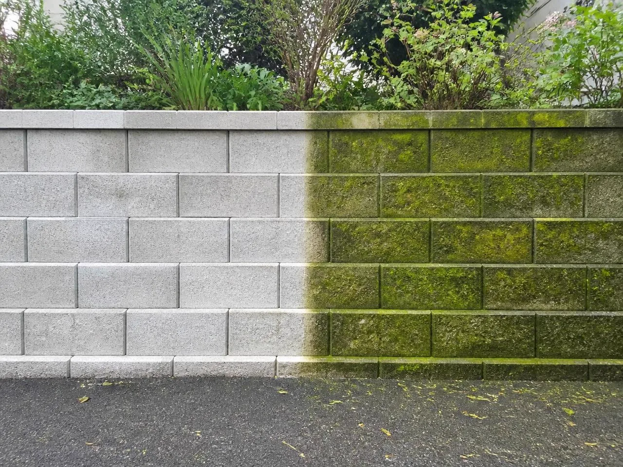 Gartenmauer aus Betonsteinen, eine Hälfte gereinigt, die andere bemoost
